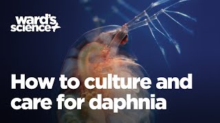 Caring and Culturing for Daphnia [upl. by Aralomo]