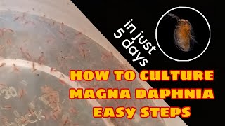 How to Culture Magna Daphnia Easily [upl. by Atinuaj]