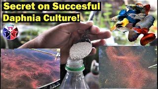 How to Culture Daphnia Successfully [upl. by Fanechka]