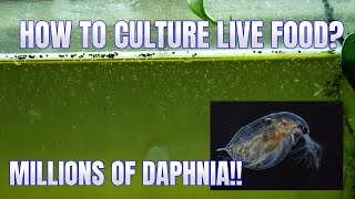 How to Culture Daphnia Secret Method to Breed MILLIONS  Simply Aquatic [upl. by Weingarten]