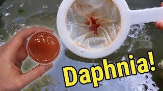 How I Culture Daphnia In Outdoor Tubs [upl. by Akkin448]