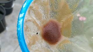 How to culture daphnia moina in a small container Part 1 English Subtitle [upl. by Valdis]