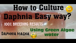 Daphnia MagnaHow to Culture Daphnia Easy wayCulturing Daphnia using Green water Daphnia [upl. by Heinrik]