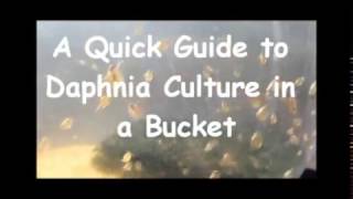 How to culture daphnia outside [upl. by Tran]