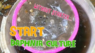 How to culture daphnia moina the easy way 1  Starting the Daphnia culture [upl. by Treblig539]