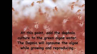 Daphnia  How to grow daphnia in your home [upl. by Hanleigh]