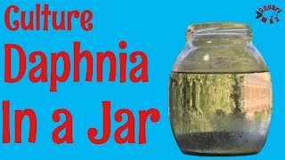 How to Culture Daphnia in a Jar [upl. by Ahsenet]