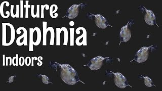 How to Culture Daphnia [upl. by Aerb]