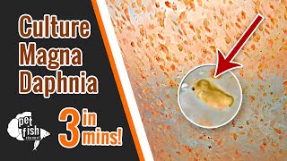 How to culture DAPHNIA MAGNA  The easy way [upl. by Lear698]