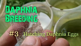 Daphnia Culture made simple and easy 3  Hatching Daphnia eggs [upl. by Eseryt250]