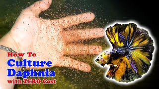 How to Culture Daphnia with ZERO Cost  Unlimited Live Food For Our Fish [upl. by Assiren]