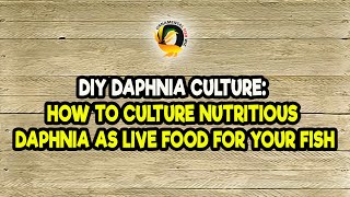 DIY Daphnia Culture How to Culture Nutritious Daphnia as Live Food for Your Fish [upl. by Anayaran803]