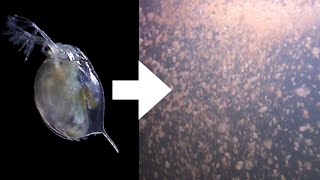 How I Culture Daphnia [upl. by Adnorahs795]