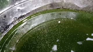 DAPHNIA MOINA CULTURE IN A SMALL BUCKET [upl. by Dnar]