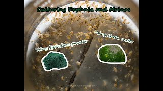 How To Culture Daphnia and Moinas using Green Water Spirulina powder [upl. by Tareyn]