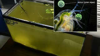 Raising Daphnia for the Freshwater Aquarium [upl. by Evelina]