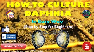 HOW TO CULTURE DAPHNIA In Easy Way [upl. by Hailed856]